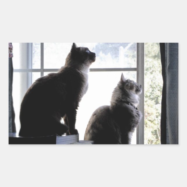 Whats Out There? Curious Cats Kitties Photography Rectangular Sticker (Front)