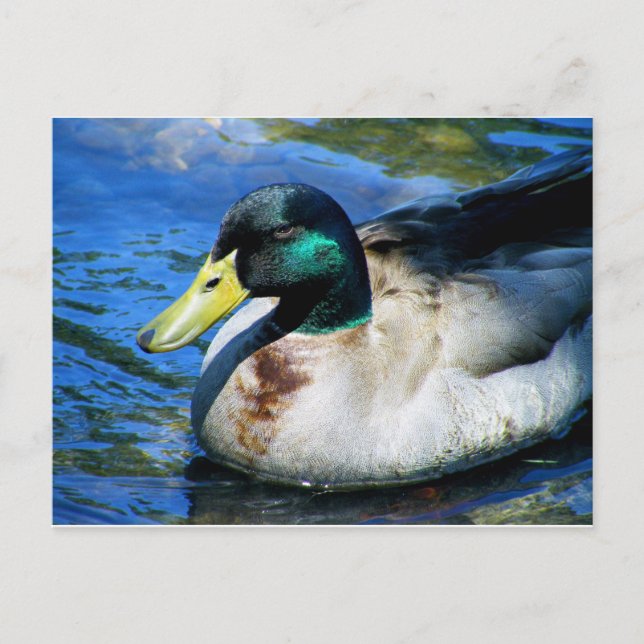 What's Quackin? Postcard (Front)