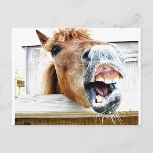 What's so funny? postcard (Front)