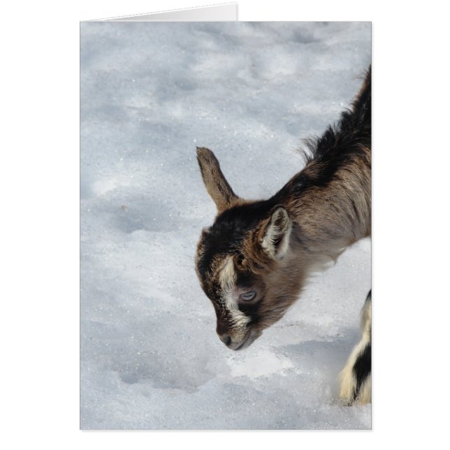 What's That? (Front)