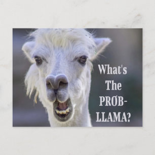What's The Prob- Llama ? Cute Funny LLAMA Postcard