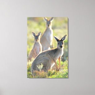 WHAT'S UP! 24x36 Canvas Print