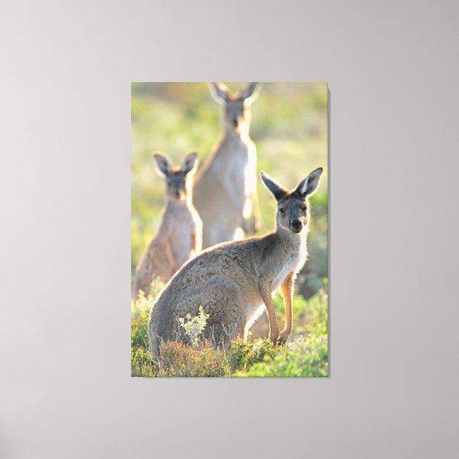 WHAT'S UP! 32x48 Canvas Print (Front)