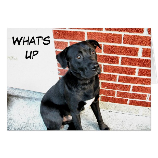 What's Up Black Labrador (Front Horizontal)