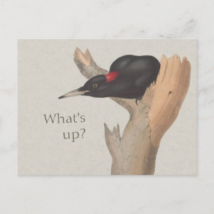 What's up? CC0535 Curious black woodpecker Postcard