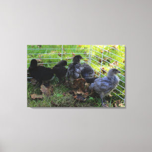 Whats Up - Chicken Butt Canvas Print