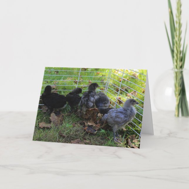 Whats Up - Chicken Butt Card (Front)