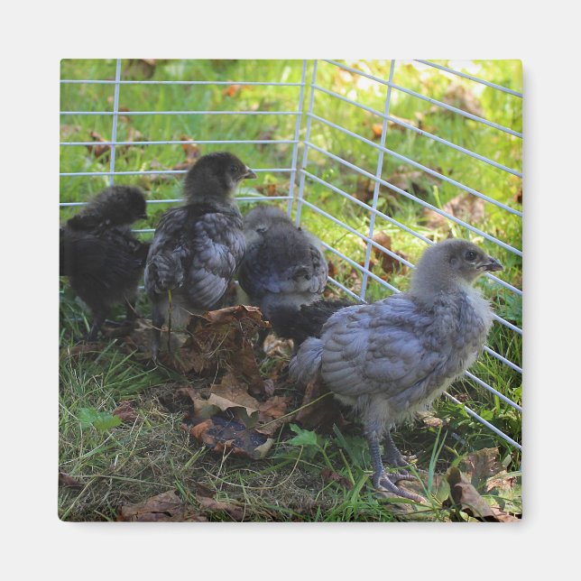 Whats Up - Chicken Butt Magnet (Front)