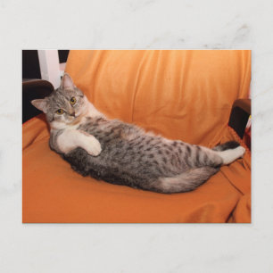 What's Up? Dinner Ready? Postcard