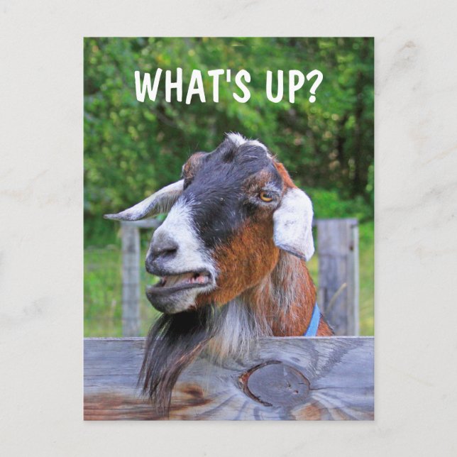 What's Up? Funny Goat  Postcard (Front)