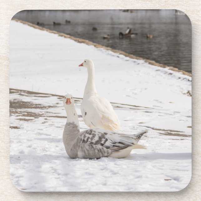 Whats Up Goose Coaster (Front)