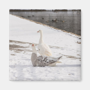Whats Up Goose Magnet