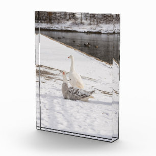 Whats Up Goose Photo Block