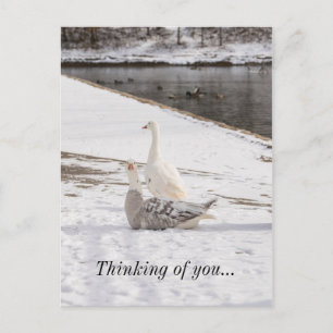 Whats Up Goose Thinking Of You Postcard
