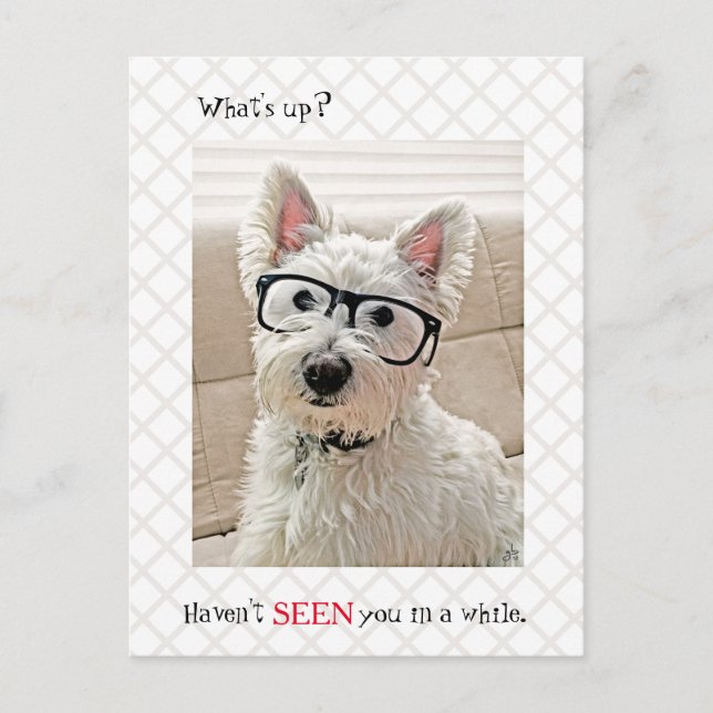 What's Up, Haven't Seen You, Dog Wearing Glasses Postcard (Front)