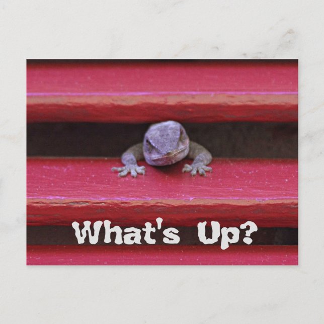 What's Up? Postcard (Front)