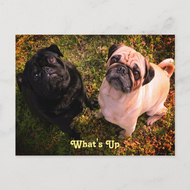 What's up Pug Dogs Postcard (Front)