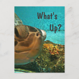 What's Up Turtle Selfie Postcard