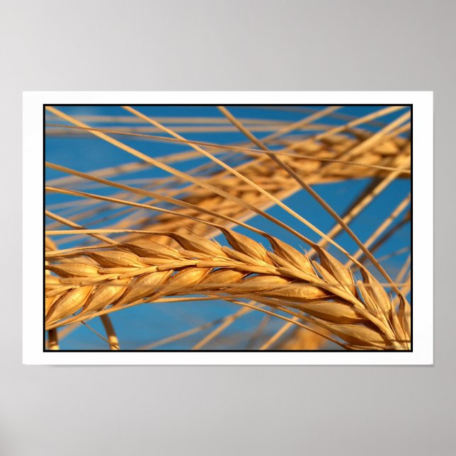 Wheat 2 poster (Front)