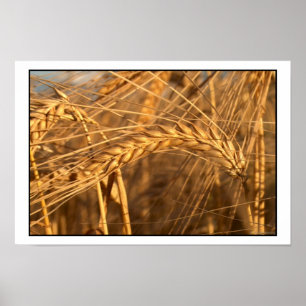 Wheat 3 poster