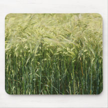 Wheat - beautiful!