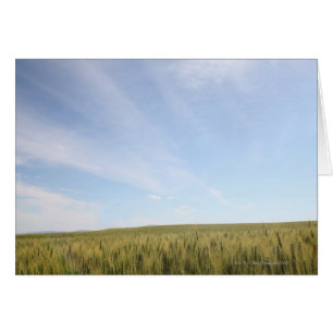 Wheat Field