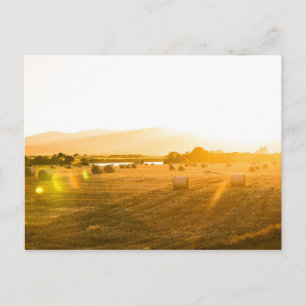 Wheat Field   Dornoch, North Scotland, UK Postcard