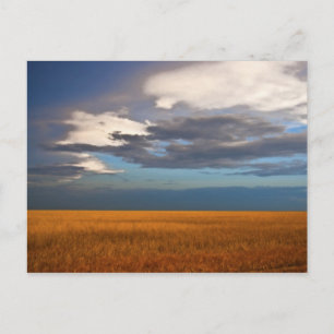 Wheat Field Fine Oil Painting Post Card