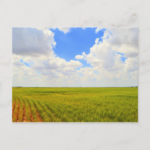 Wheat Field in Scott County, Kansas Postcard