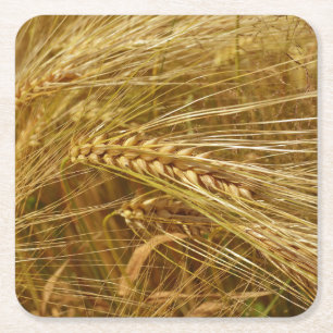 Wheat field. It’s Harvest Time! Square Paper Coaster