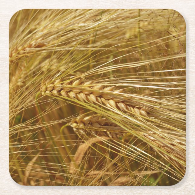  Wheat field. It’s Harvest Time!  Square Paper Coaster (Front)