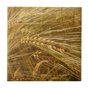 Wheat field. It’s Harvest Time! Tile