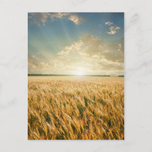 Wheat field on sunset postcard
