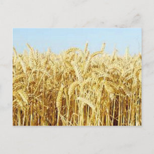 Wheat Field Postcard