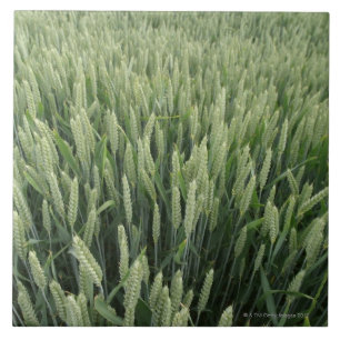 Wheat field tile