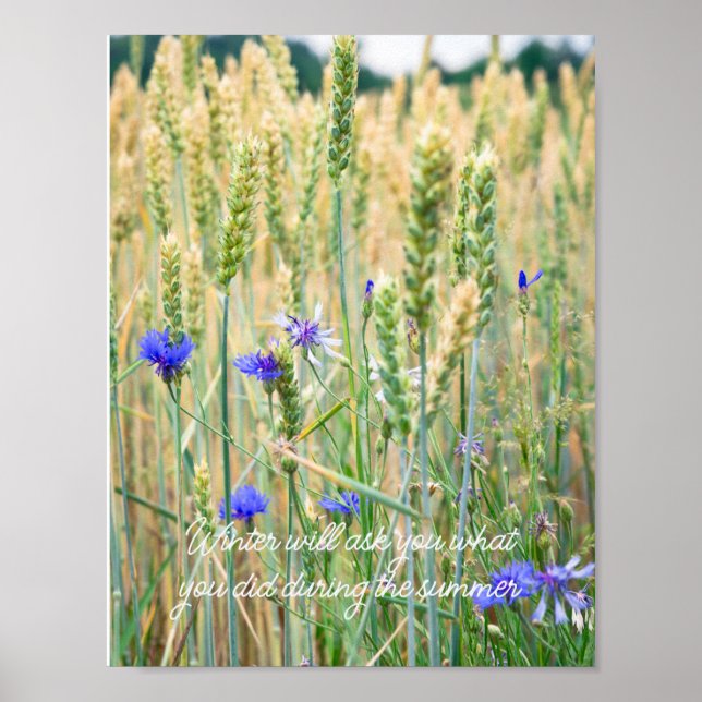 Wheat field with blue cornflowers poster (Front)