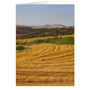 Wheat fields after harvest