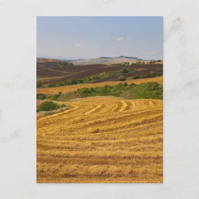 Wheat fields after harvest postcard (Front)
