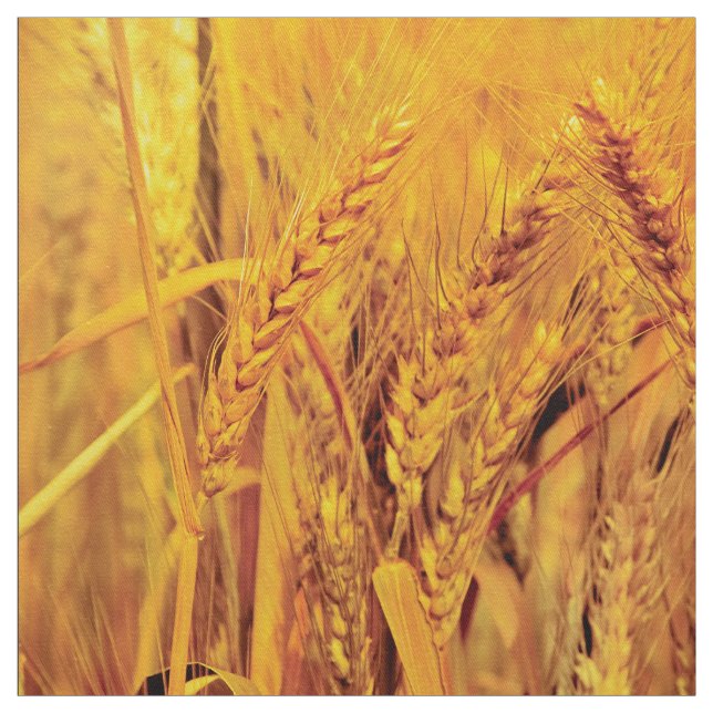 Wheat fields fabric (Swatch)