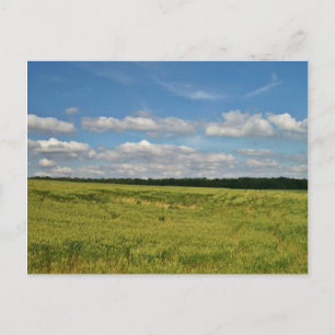 Wheat Fields Postcard