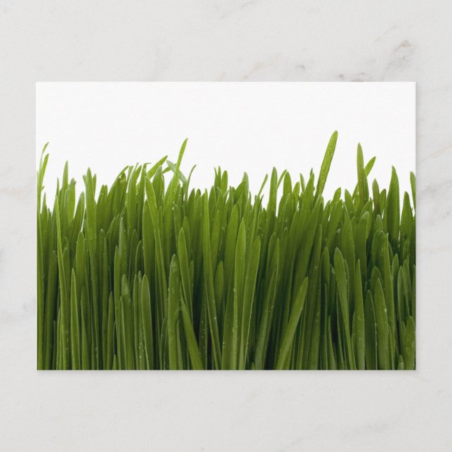 Wheat Grass Postcard (Front)