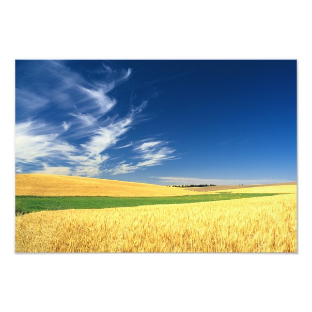 Wheat harvest on the Palouse in Eastern Photo Print (Front)