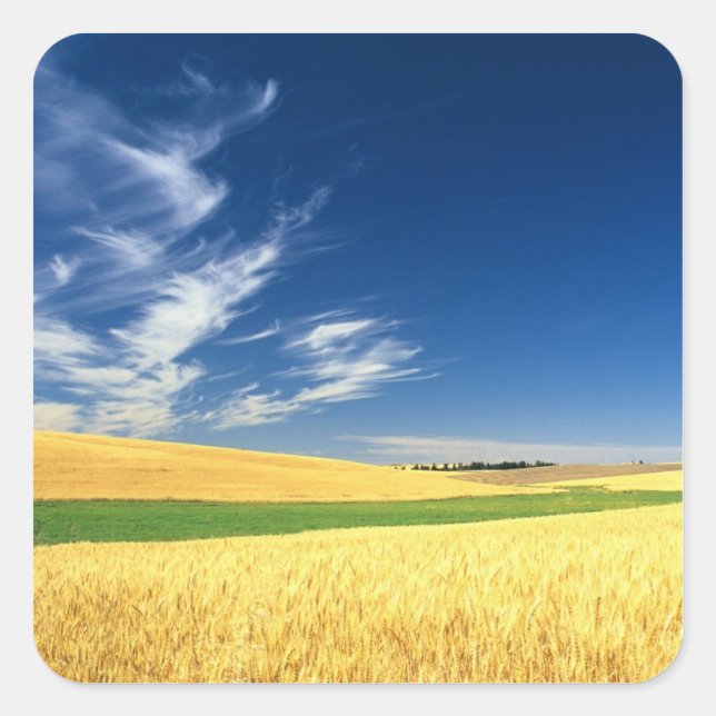 Wheat harvest on the Palouse in Eastern Square Sticker (Front)