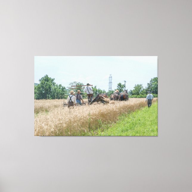 Wheat Harvest Time__ Central New Jersey Canvas Print (Front)