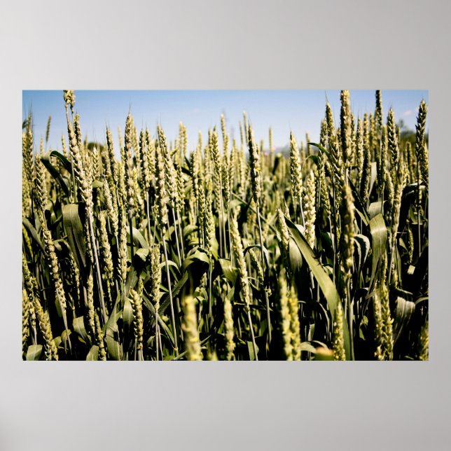 Wheat Poster (Front)