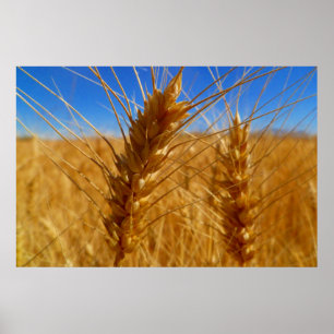 Wheat Poster