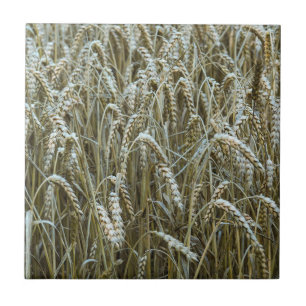 Wheat Seed Heads Ceramic Tile