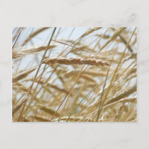 Wheat & Sky Postcard