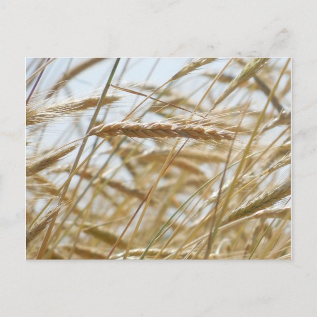 Wheat & Sky Postcard (Front)