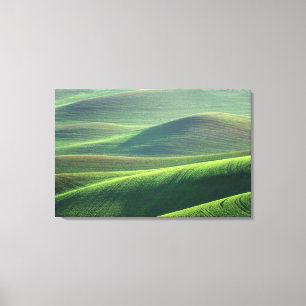 Wheat springs up in the hills of the Palouse Canvas Print